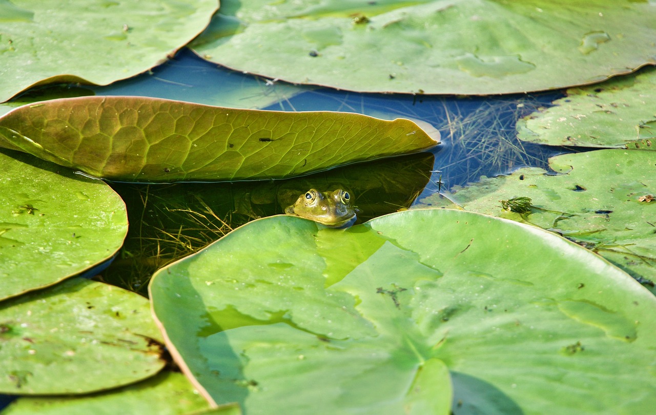 The Web of Life: Understanding the Interconnectivity of Species